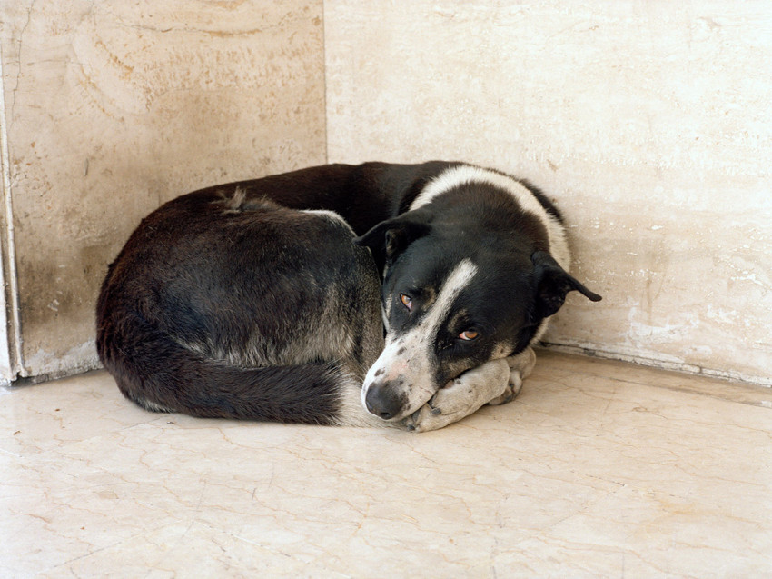 Beestachtig: dierenfotografie en empathie