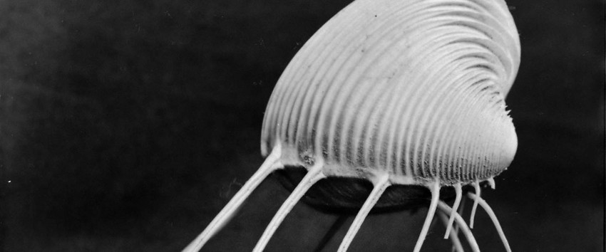 Foto’s direct van negatief in Nederlands Fotomuseum 