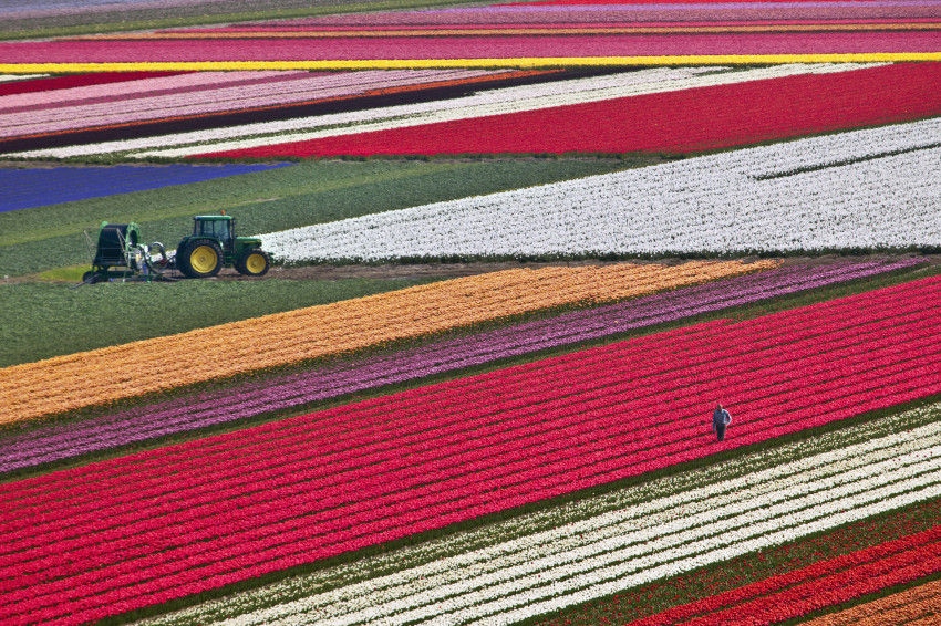 NL 365: Het ultieme Nederlandse fotoboek