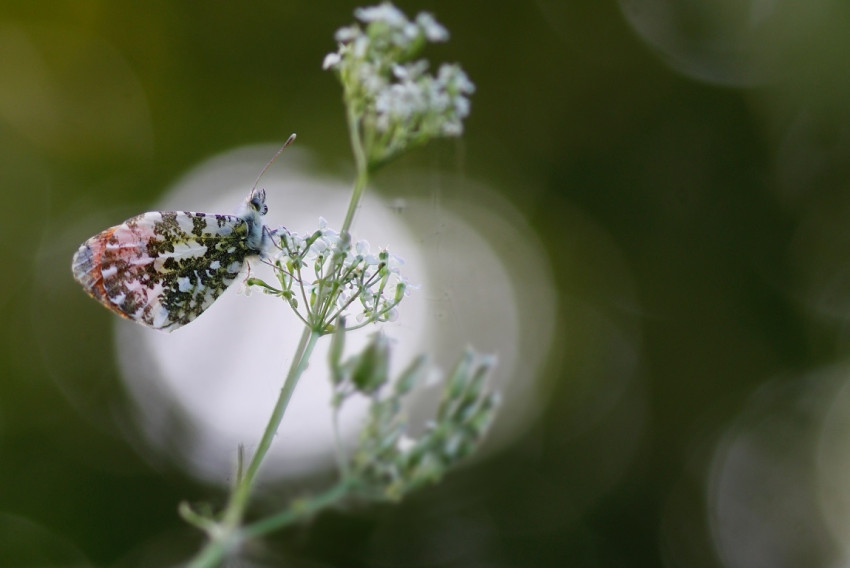 In de spotlight: ‘Bokeh van Licht’ van Constant van Bommel