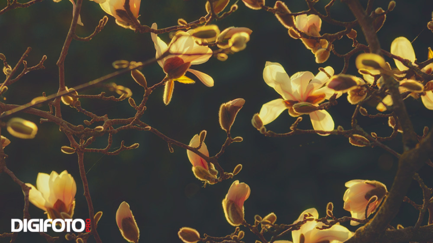 Spotlight van de week #13 | DIGIFOTO Pro Gallery