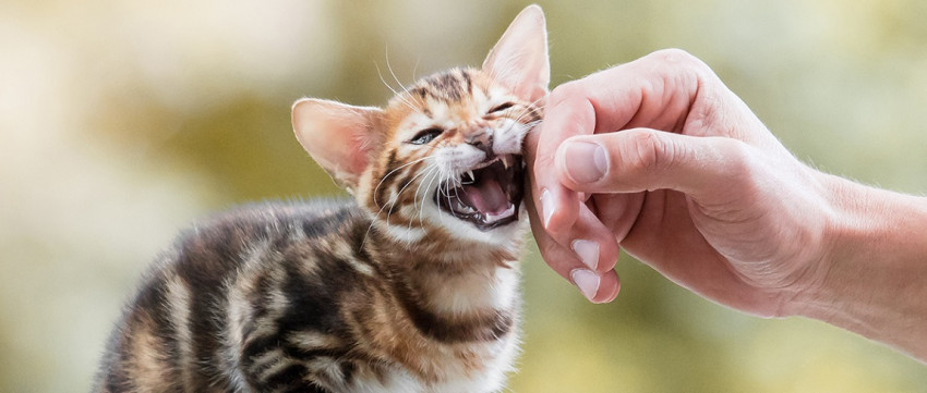 Kattenfotografie! Volg de workshop