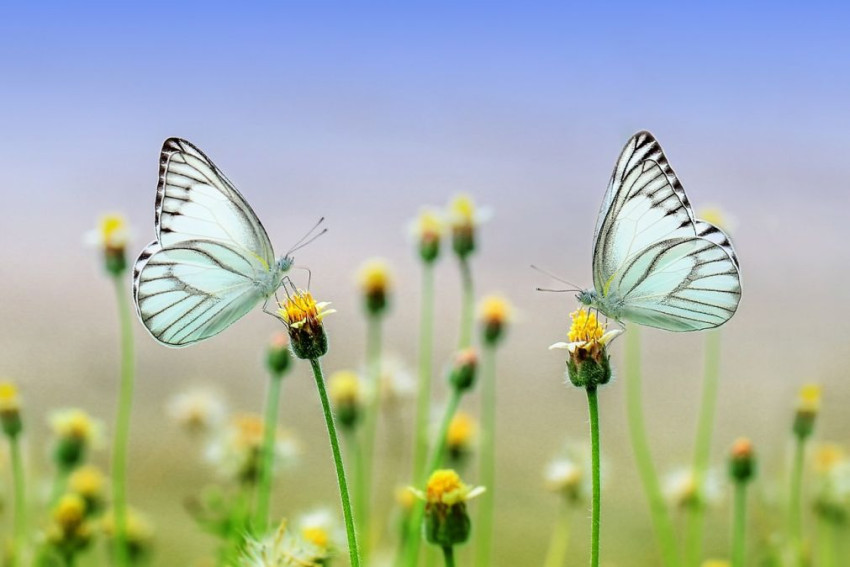Regels in macrofotografie en hoe je er van kunt afwijken