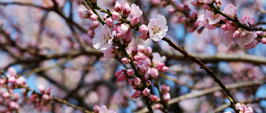 Weekopdracht: fotografeer de lente