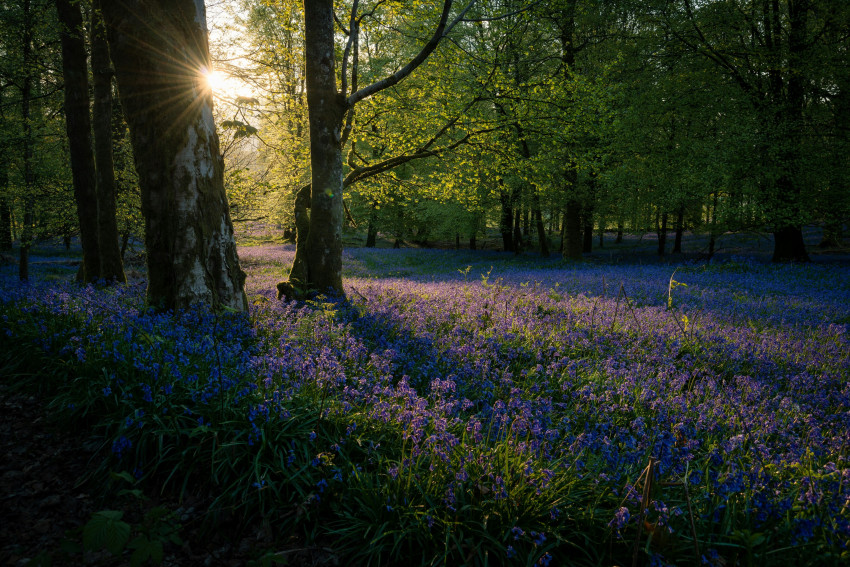 Lente fotografie: zo vang je licht en kleur