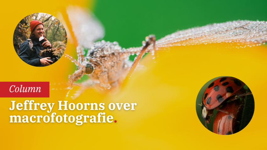 Macrofotografie: geavanceerde technieken