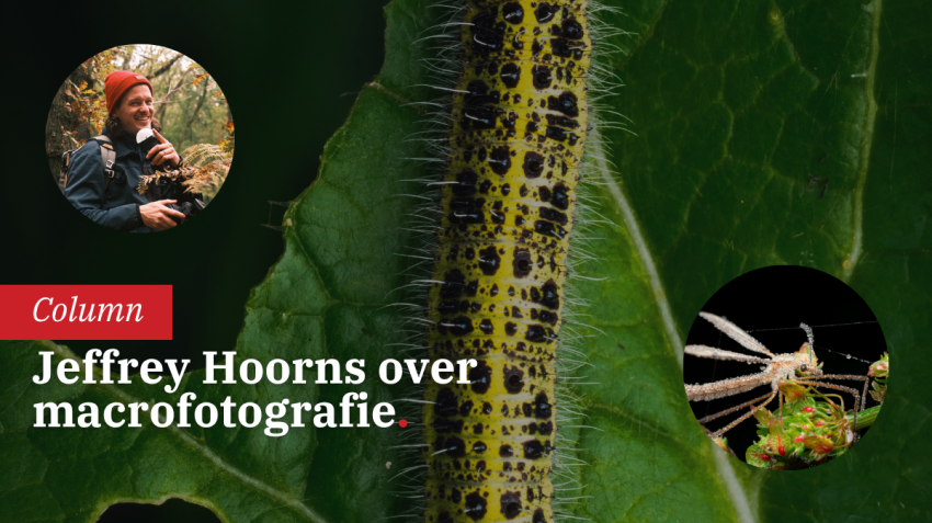 Macrofotografie in je eigen achtertuin
