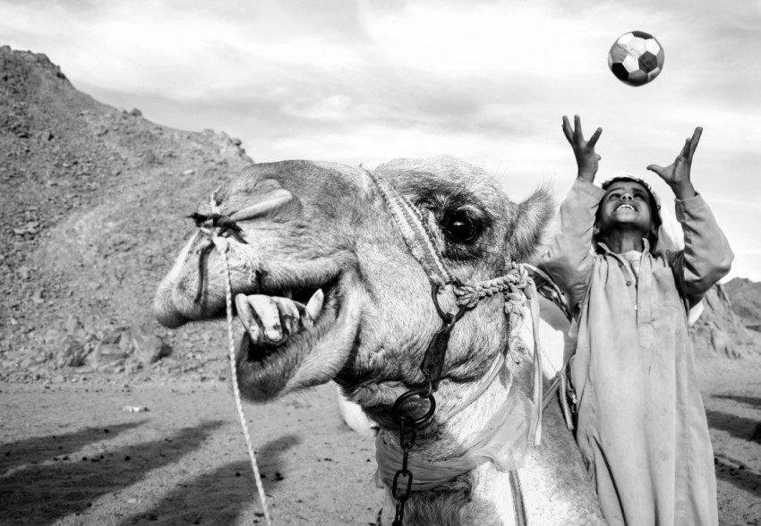 In de spotlight: ‘De Blije Kameel’ van Merel Schoneveld 