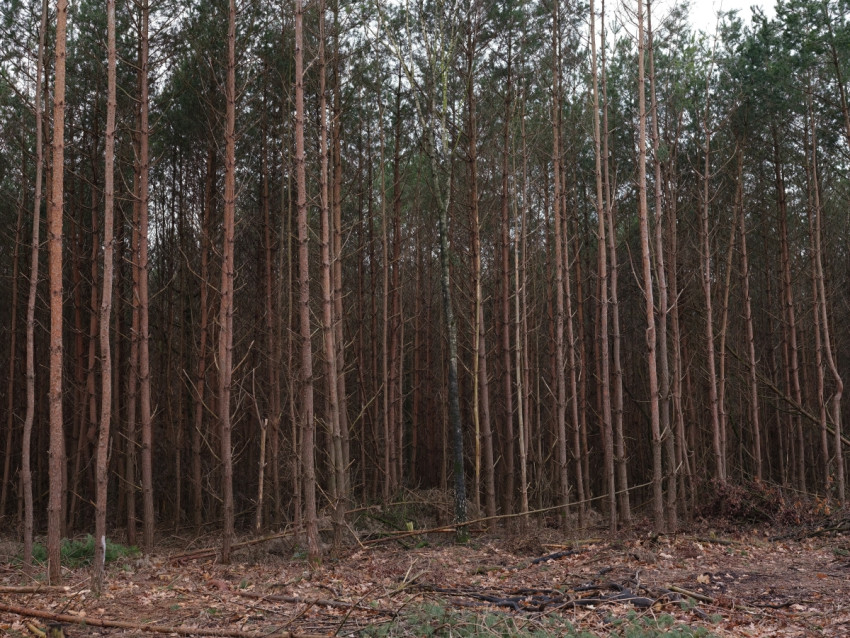 Eerste testfoto's Fujifilm GFX 50s - Update