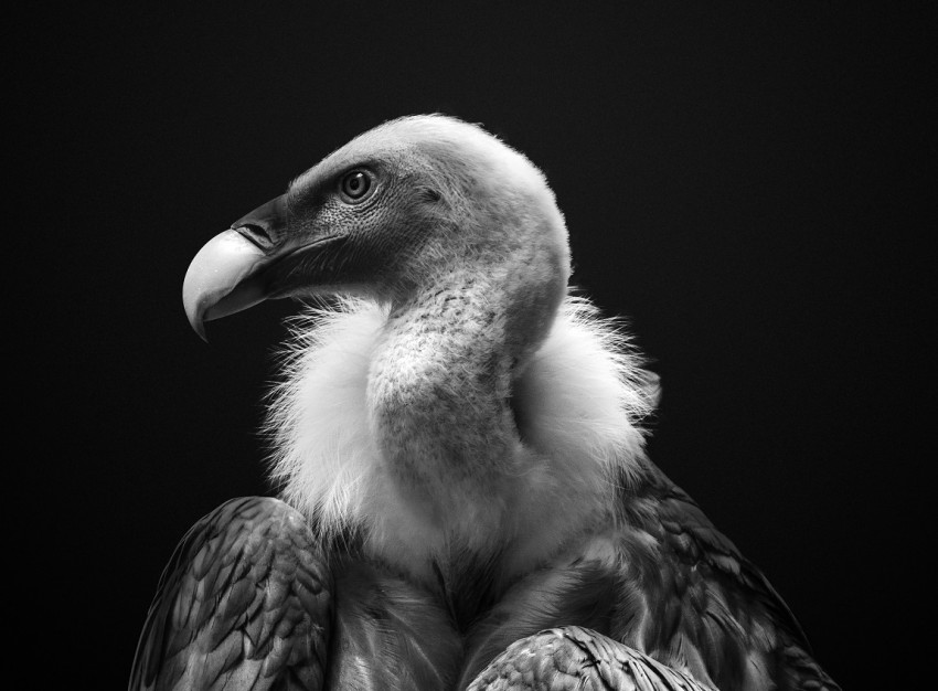In de spotlight: ‘Vulture Portrait’ van Richard Dekker