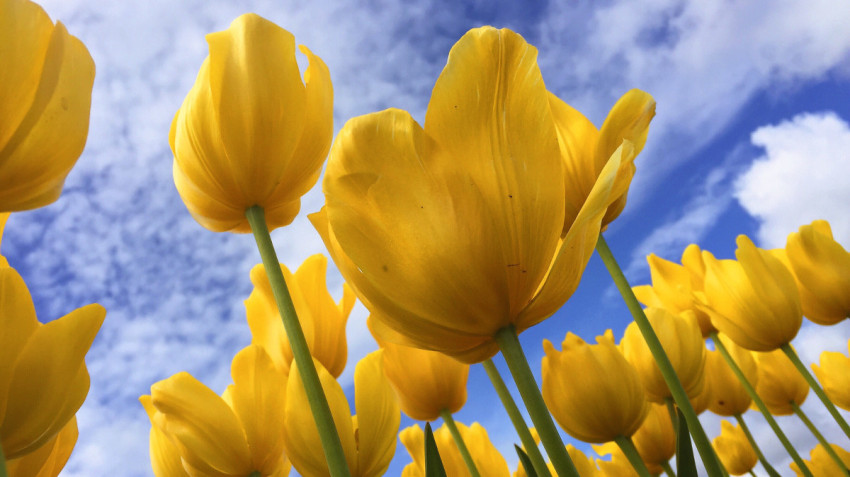 Fotograferen in de lente