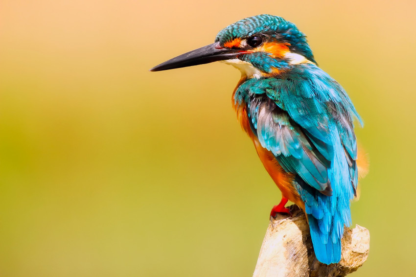 Universiteit Utrecht zoekt fotograaf om bijzondere ijsvogel te fotograferen