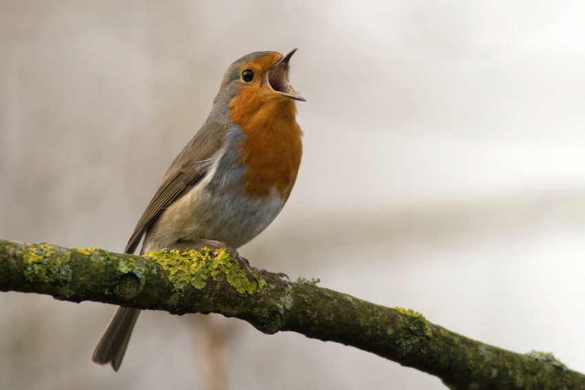 Vogels van extreem dichtbij dankzij Bird Photo Booth