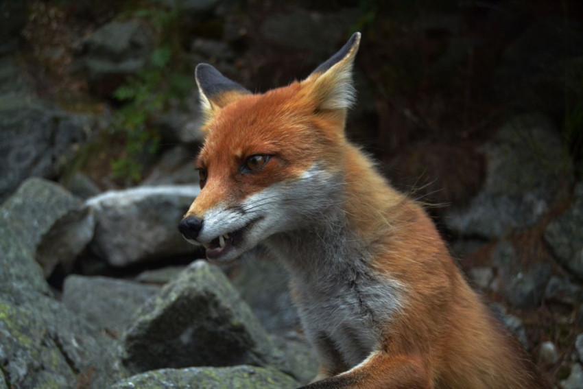 Wildlife fotograferen: maak een cameraval!