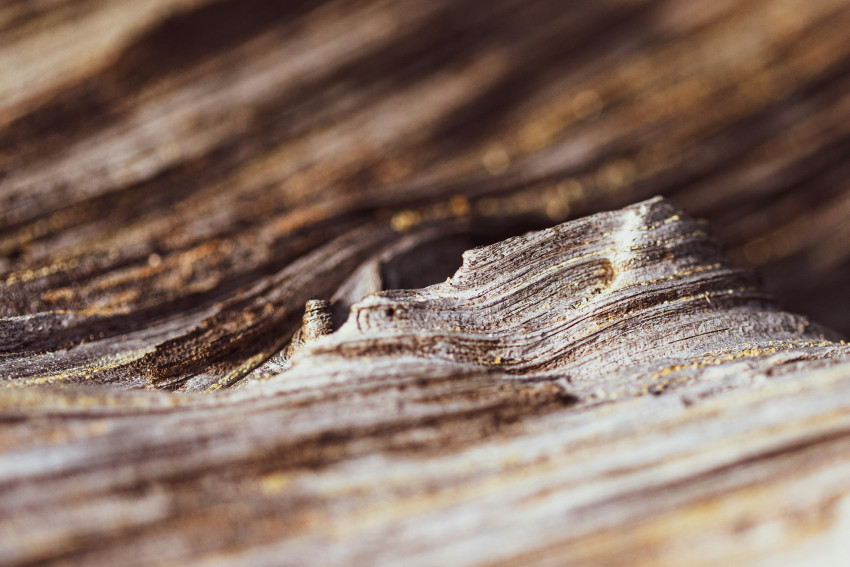 Macro landschapsfotografie: van detail naar beeld