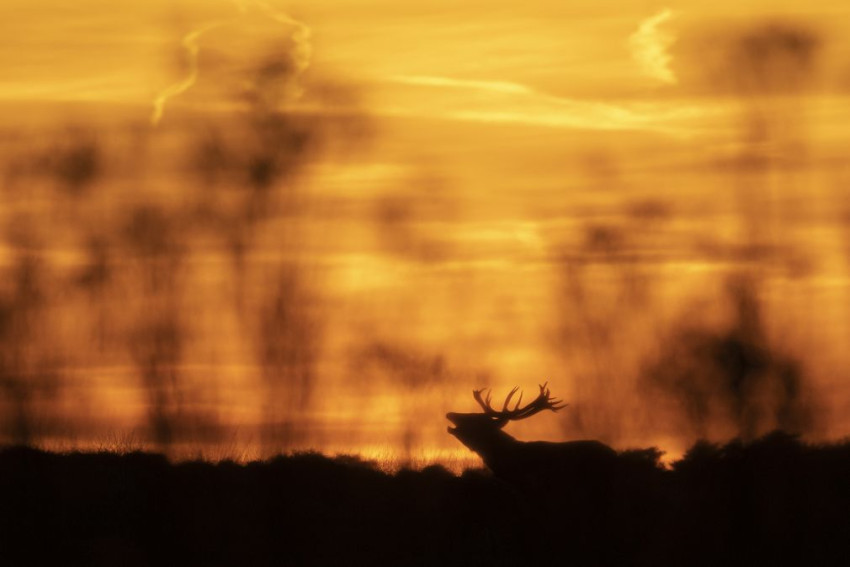 Natuurfotografieliefhebbers opgelet! Bezoek de Veluwse Fotodag 2019