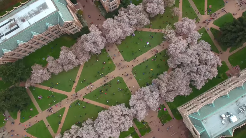 Kersenbloesem van bovenaf vastgelegd met drone