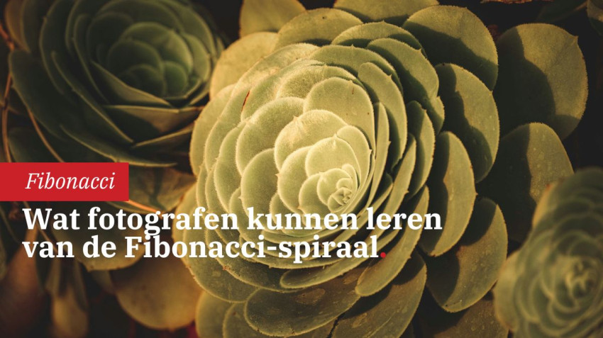 Fibonacci-spiraal als leidraad in fotografie