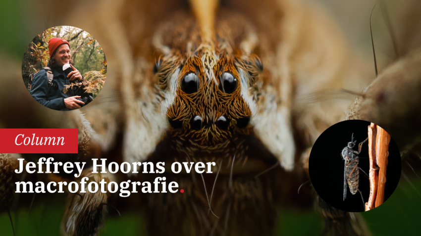 Compositie en lichtgebruik in macrofotografie