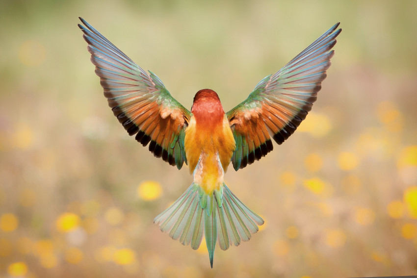Stem nu voor de WNF Frans Lanting Photo Award publieksprijs