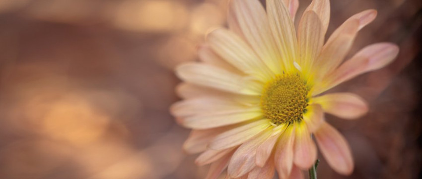 Macro Converters voor je Lensbaby
