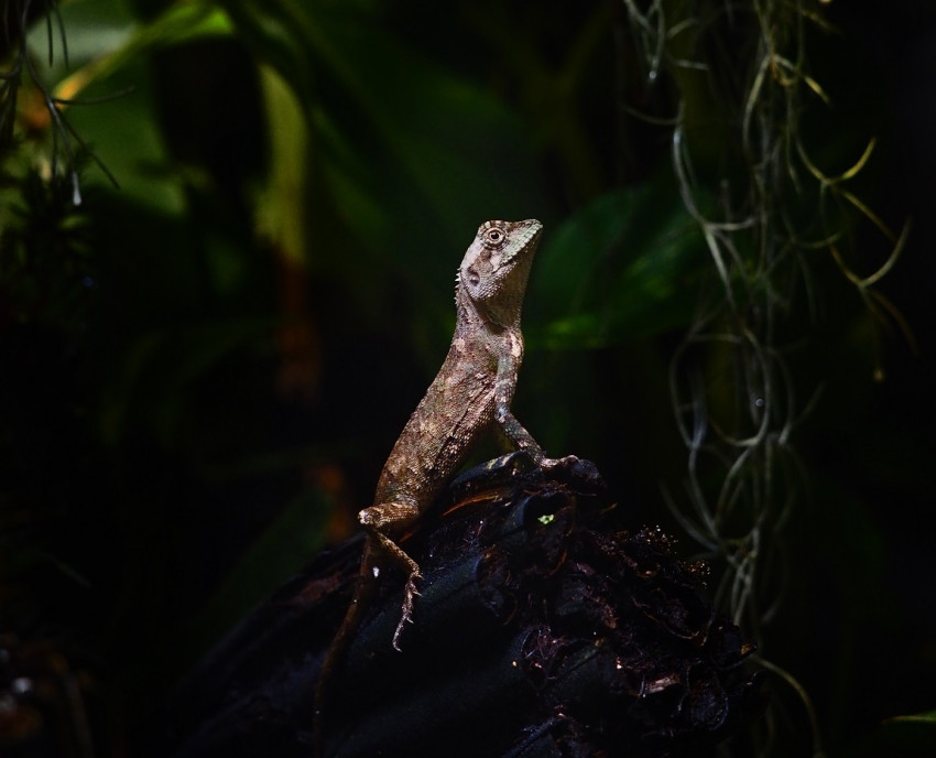 In de spotlight: ‘Lizard’ van Jannes Boonstra