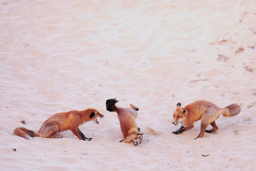 Winnaars Nikon Comedy Wildlife Awards 2025 bekend