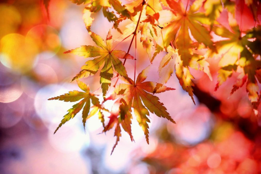 Doe mee met de nieuwe weekopdracht 'Herfst'. Zend je foto in en win!