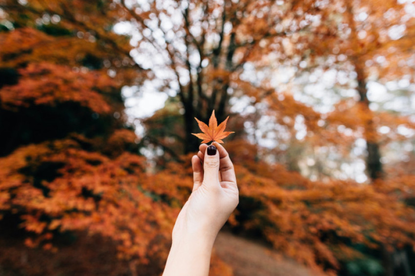 Spotlight: Mooiste herfstfoto's van 2020