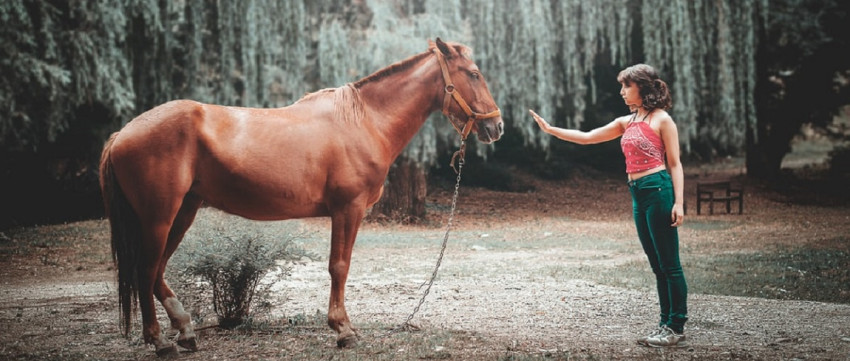 Masterclass Paarden Fotografie door Ifat Zohar