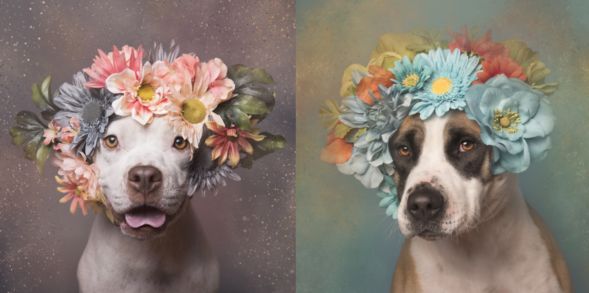 Fotografe zet zich in voor pitbulls