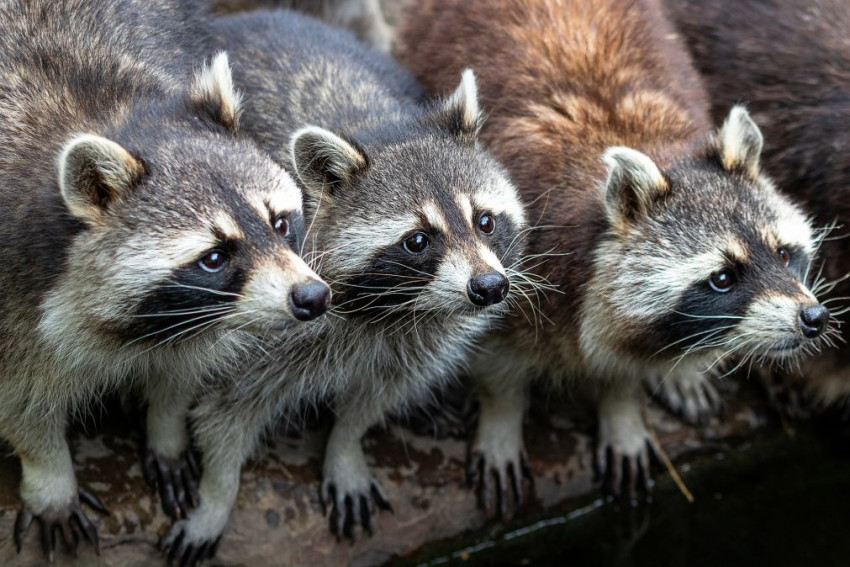 Wasberen familie verstoort bruidsfoto