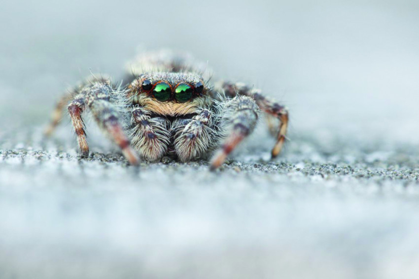 Alles over macrofotografie: niets is wat het lijkt