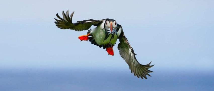 Leer roofvogels fotograferen tijdens Fotofair 2020! 