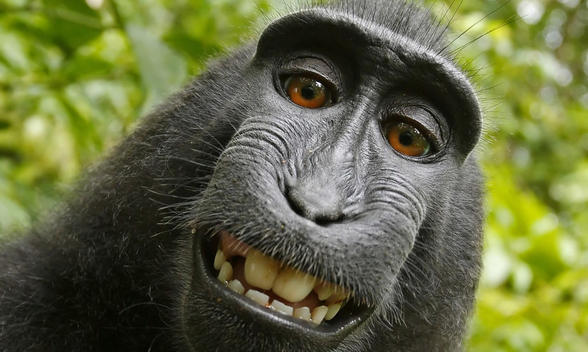 Juridisch gevecht om apenselfie
