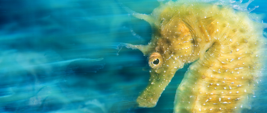 Winnaars onderwaterfotograaf 2016 bekend