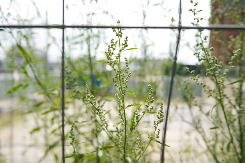 Eerste testfoto's Sigma sd Quattro