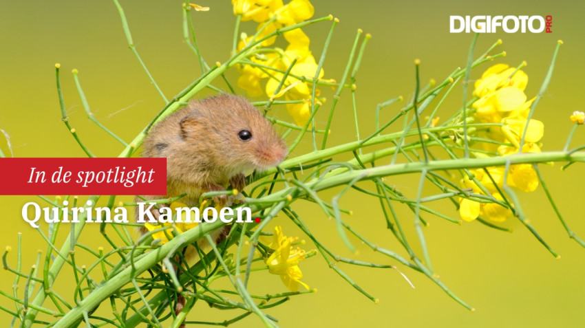 Spotlight van de week #35 | DIGIFOTO Pro Gallery