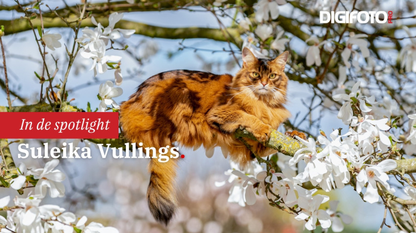 Spotlight van de week #40 | DIGIFOTO Pro Gallery