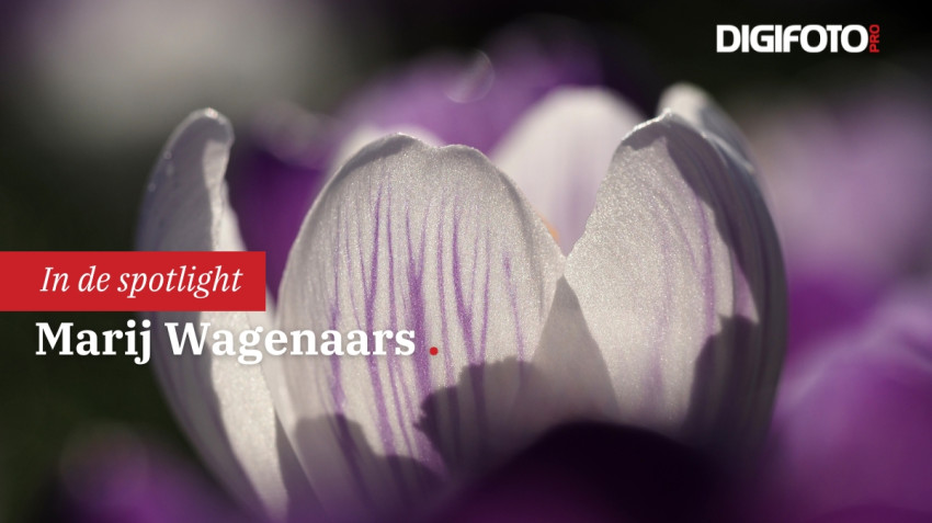 Spotlight van de week #10 | DIGIFOTO Pro Gallery