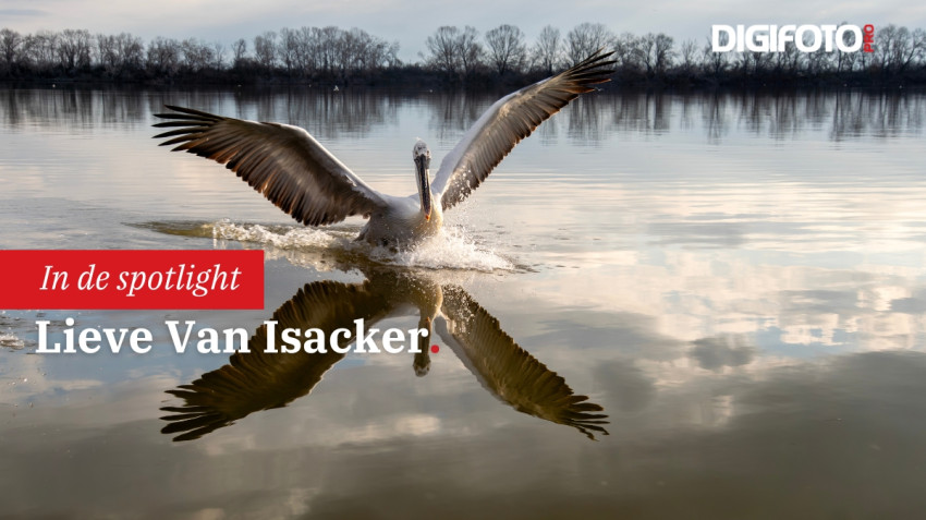 Spotlight van de week #12 | DIGIFOTO Pro Gallery
