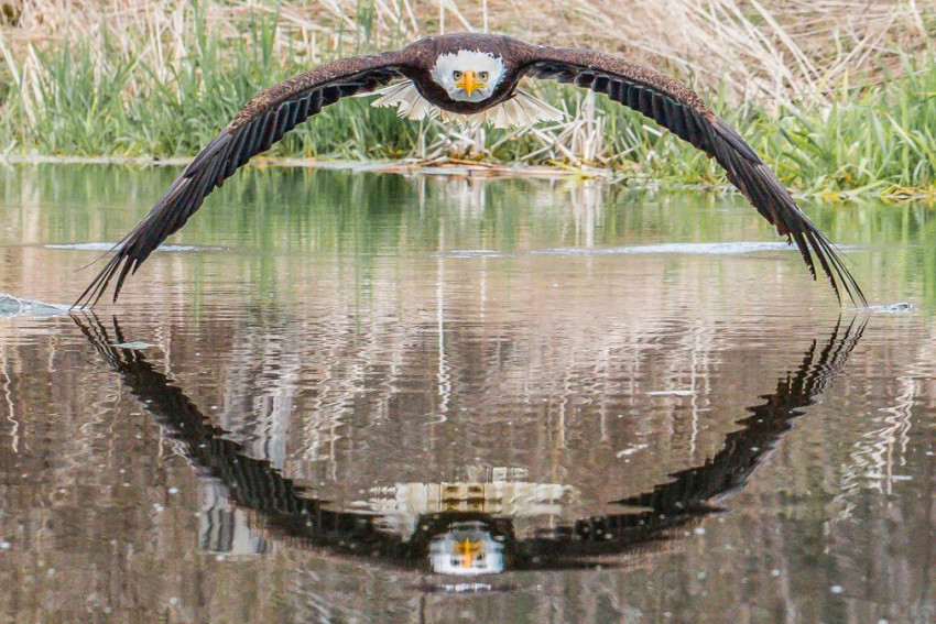 Bruce the Bald Eagle gaat viraal