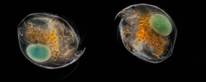 Planktonium: levend microscopisch plankton.