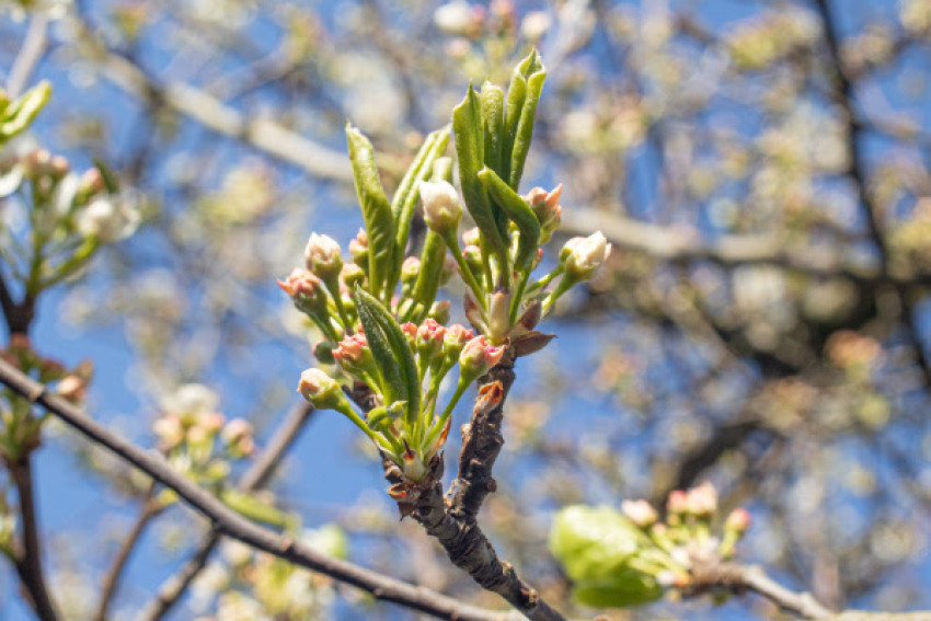 Bloesemalert-App vernieuwd: Blijf op de hoogte van de actuele bloesemstand in de Betuwe!  