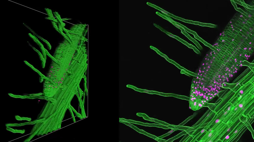 Mustsee: Timelapse van microscoop beelden