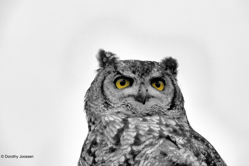 In de spotlight: ‘Uil’ van Dorothy Joossen