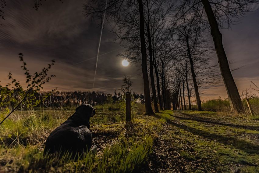 In de spotlight: ‘*My Sunshine in the Moon Light*’ van Kate Tumanova