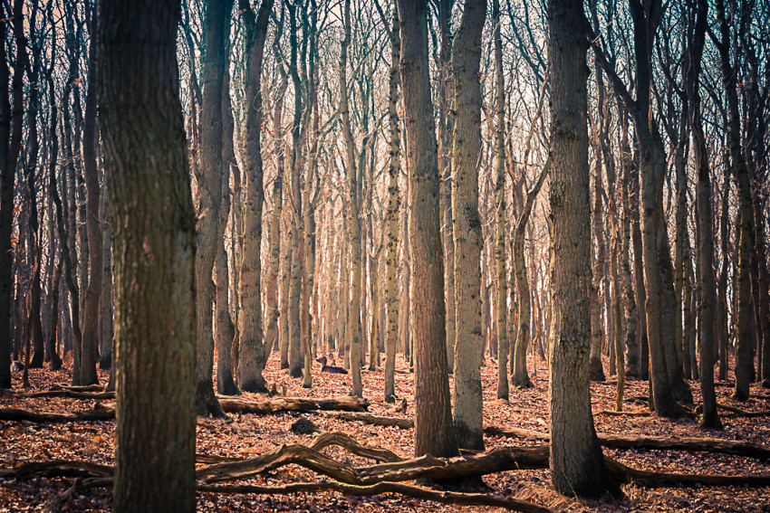 In de Spotlight: Alone Amongst Many van Esther van Overbeek