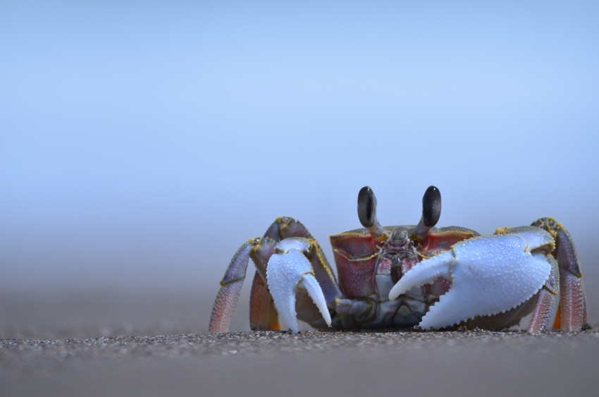 In de spotlight: ‘Mister Crab’ van Jacco van Son