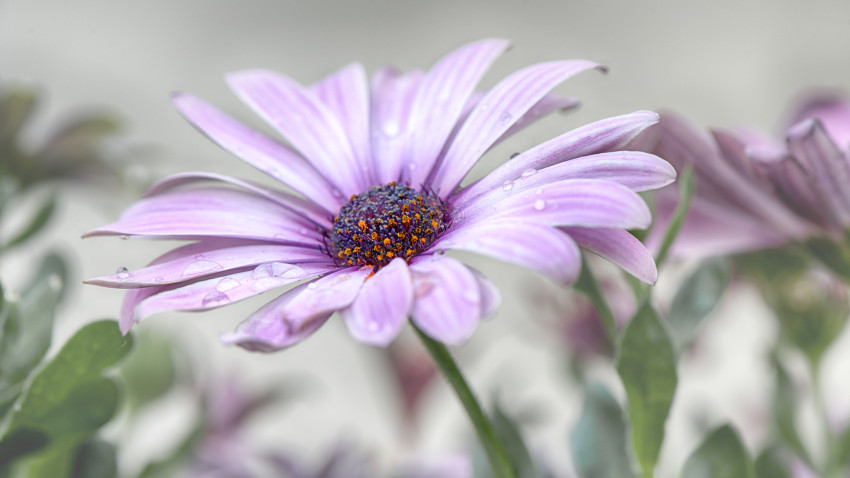 In de spotlight: ‘Sunday River Daisy (Spaanse Margriet)’ van Kirsten Vanquickelberghe 